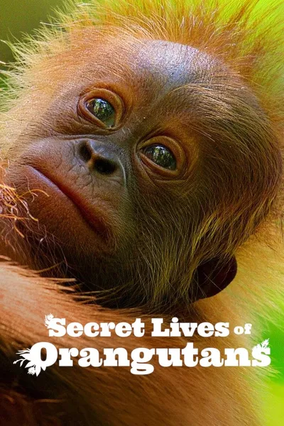 Sekretne życie orangutanów / Secret Lives of Orangutans (2024) MULTi.1080p.NF.WEB-DL.H264.DDP5.1.Atmos-K83 / Lektor i Napisy PL
