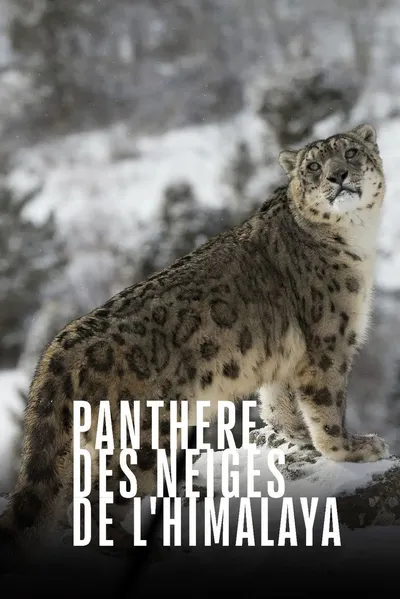 Irbisy i przyjaciele / Snow Leopards and Friends (2021) PL.DOCU.1080i.HDTV.H264-TVmaniak / Polski Lektor