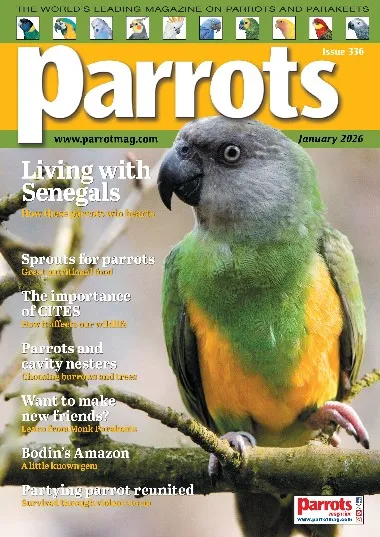 Parrots - January / 2026