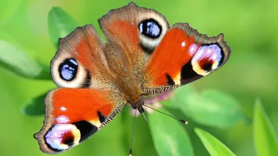 Motyle i hi tech / Le message des papillons (2021) PL.1080i.HDTV.H264-B89 / Lektor PL